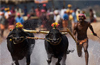 ’Kambala’  High court calls for official stand